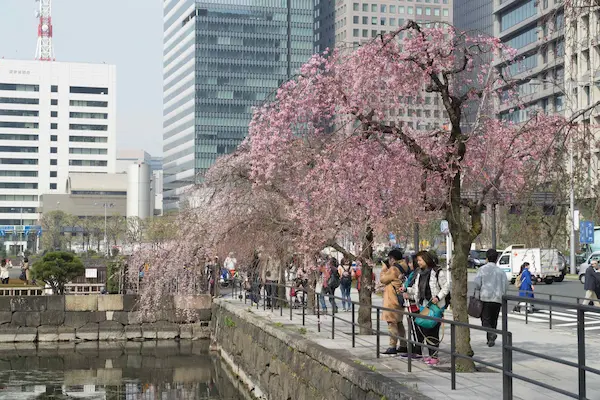 Kikyo bori moat, cherry blossom